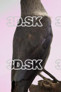 Jackdaw - Corvus monedula 0006